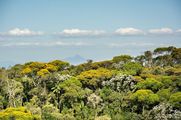 Mata Atlântica, nosso chão: Panorama atual do menor bioma do país.