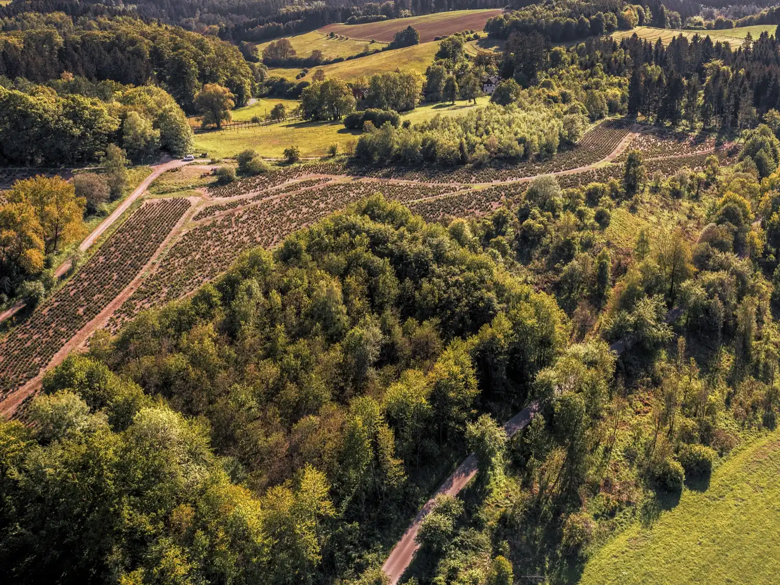 Os benefícios da agrofloresta para uma propriedade sustentável.